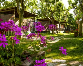 Cottages in het groen